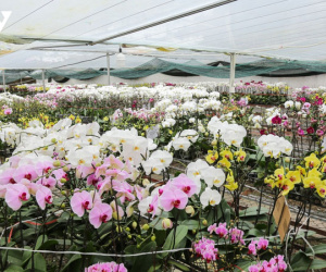 Lan hồ điệp có giá tiền triệu ở Bắc Ninh sẵn sàng phục vụ tết