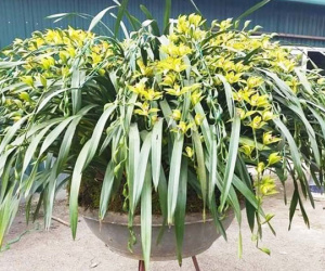 Tranh nhau mua lan tiến vua: Siêu rẻ, giá 13.000 đồng/cành