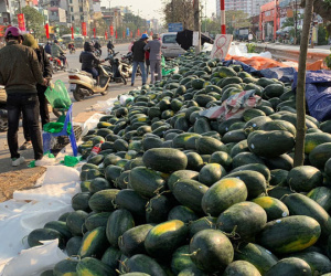 28 triệu tấn rau củ, trái cây: Buôn tiểu ngạch, hái ăn tươi bao giờ cho hết