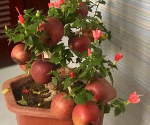 Cảnh giác những cú lừa ngoạn mục khi mua cây cảnh ngày cận Tết: Táo bonsai nở hoa dâm bụt, hải đường chi chít nụ nhờ keo 502