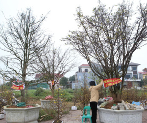 Những gốc mai 'khủng' xuống phố, giá trăm triệu đồng