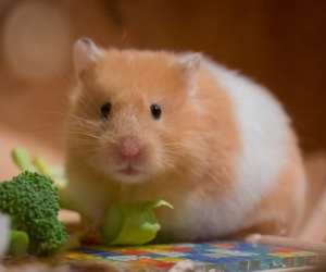 Hong Kong (Trung Quốc) tiêu hủy hơn 2.000 con chuột hamster mắc Covid-19