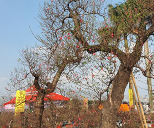 Mãn nhãn cặp đào 'khủng' nhất chợ Tết Mỹ Đình, bắc thang mới nhìn thấy ngọn