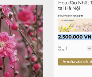 Đào Nhật Tân thắm sàn online, 2,8 triệu/cành vừa rao đã hết hàng
