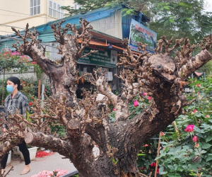 Một cây vàng không đủ mua cây đào đẹp nhất chợ hoa xuân Vạn Phúc
