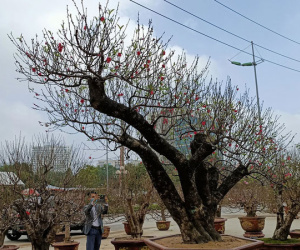 Đào khủng có dáng 'bàn tay lộc' được hét giá gần 100 triệu