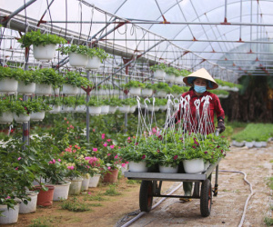 Thủ phủ hoa ở Đà Nẵng tất bật ngày cận Tết