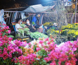 Ăn ngủ cùng chuột cống: Người bán hoa kiếm Tết, chuột bám chợ kiếm ăn
