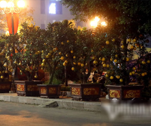 Đêm dầm mưa canh đào quất ế, tết tê tái trên vỉa hè Hà Nội