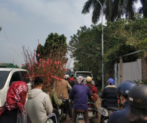 'Thủ phủ' đào, quất cảnh tại Hà Nội tấp nập ngày cuối năm