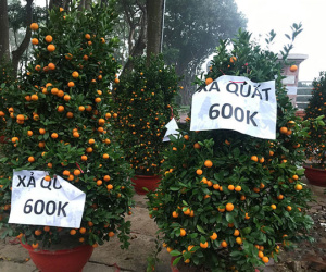 Dân về quê hết, hè phố xơ xác, quất đào đồng loạt xả hàng
