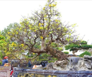 Cây mai 70 tuổi thế 'bạt phong hồi đầu' định giá 7 tỉ đồng, có gì đặc biệt?