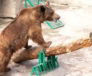 Trầm cảm vì hôn nhân đổ vỡ, mẹ ném con gái 3 tuổi vào chuồng gấu