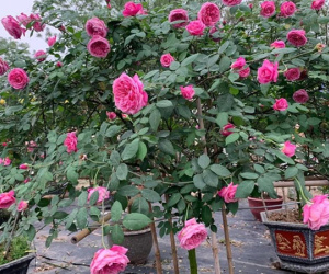 Mùng 1 Tết làm vỡ gương, mẹ chồng nói một câu khiến tôi nghẹn ngào