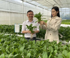 Anh Thanh Hoá liều chơi trận lớn, chế rau má bán sang Nhật 6 triệu/kg