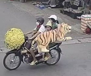 Ông bố ở Đồng Nai 'bắt' hổ về nhà cho con chơi đỡ phải ngó