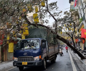 Cây xanh ở phố cổ Hà Nội bất ngờ đổ đè lên xe tải, chắn ngang đường