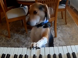 Bất ngờ với chú chó vừa đàn piano vừa 'hát'