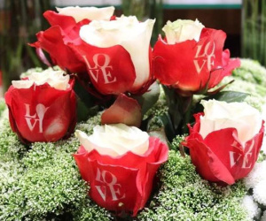 Hoa hồng in chữ 'Love' 'cháy hàng' dịp Valentine