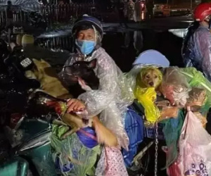 Bị 'tố' lừa tiền Đoàn Di Băng, chủ đàn chó bị tiêu hủy phản ứng căng