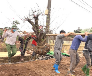Chủ vườn tất bật gom gốc, ‘bốc thuốc’ hồi sinh những cây đào Nhật Tân