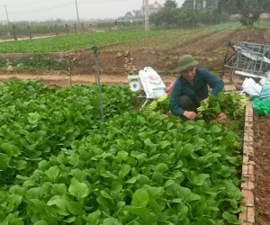 Rét đậm, rét hại kéo dài, rau củ, thực phẩm đua nhau tăng giá