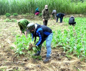 Phát hiện, nhổ bỏ hàng nghìn cây thuốc phiện