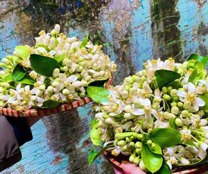 Lùng khắp vườn quê mua loài hoa trắng muốt, thơm lừng bán thu tiền triệu