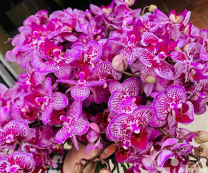 Lan hồ điệp, Trần Mộng đổ bộ thị trường 8/3, giá rẻ như rau