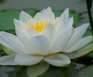 Ai sinh vào những ngày tốt sau đây sẽ được Thần Tài phù hộ, phú quý cả đời!