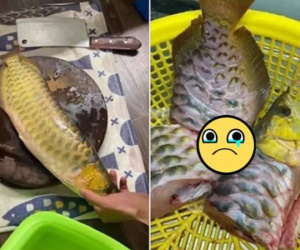 Đi chơi qua đêm không xin phép vợ và cái kết tan nát 'cái nịt cũng chẳng còn' của những ông chồng mê cá