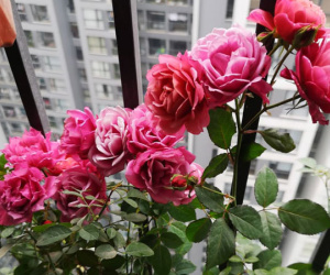 Ra ở riêng mới biết lòng mẹ chồng