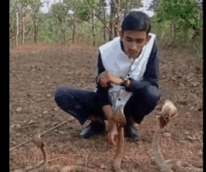 Clip: Dại dột đùa nghịch, kiểm tra răng rắn hổ mang, nam thanh niên nhận cái kết đau đớn