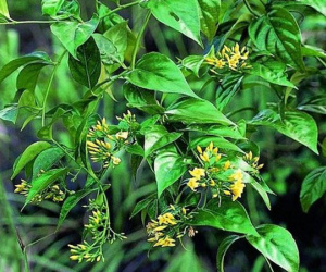 Hái nhầm lá ngón xào với măng rừng ăn, 1 người tử vong, 4 người nguy kịch