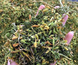 Cơn sốt hoa đu đủ đực, giá tiền triệu vẫn nháo nhào thu gom