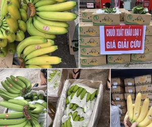 Chuối 5.000 đồng, thanh long 4.000 đồng/kg chất đống đầy vỉa hè