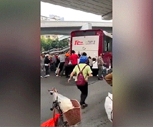 Hàng chục người đi đường nâng bổng xe buýt cứu người gặp tai nạn