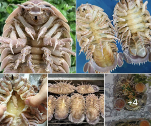 Loài bọ biển ngon hơn tôm tùm, giá siêu rẻ cũng 1 triệu/kg