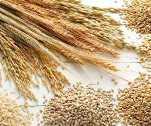 Giá lương thực  tăng cao kỷ lục, mối đe dọa toàn cầu