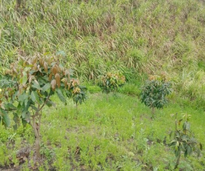Phát hiện thi thể nam sinh lớp 8 tử vong với nhiều vết thương sau nhiều ngày mất tích