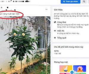 Chuyên gia nói về cơn sốt 'bạch hải đường': Đặt tên kêu, dựng kịch bản để thổi giá