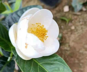 'Ngáo giá' bạch hải đường: Nguy cơ mất tiền oan