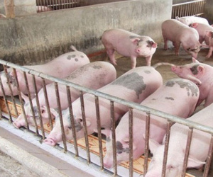 Giá lợn hơi tăng đồng loạt, tiến sát mốc 60.000 đồng/kg