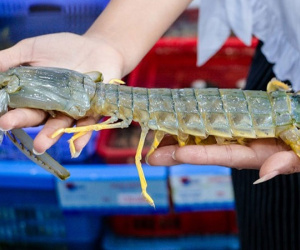 Bất ngờ loại tôm 'siêu to khổng lồ' được nhà giàu săn lùng, giá hàng triệu đồng/kg đắt hơn cả tôm nhập khẩu