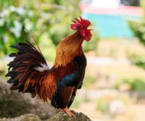Quý nhân xuất hiện, tháng 4 âm lịch là thời điểm may mắn của 3 con giáp này, cuộc sống thăng hoa, tình tiền viên mãn
