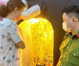 Truy tố một phụ nữ nước ngoài trồng, chế biến cần sa trong phòng ngủ