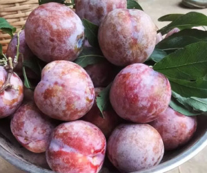 Giữa lúc trái cây rẻ như cho, mận hậu đắt 200 nghìn/kg vẫn ‘cháy hàng’