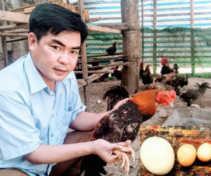 Kỳ lạ gà 9 cựa tiến vua đẻ ‘trứng vàng’, bán tiền triệu mỗi con