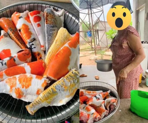 Dân mạng ngơ ngác trước rổ cá Koi trăm triệu được cắt đầu, đánh vảy sạch sẽ phơi trong rổ chuẩn bị đem đi kho... 'tiêu'!