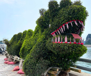 Vừa trưng bày đã bị chê xấu, cây hình rồng ở Hạ Long quay về vườn ươm
